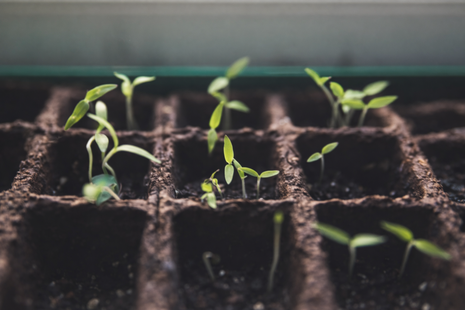 Gardening Seeds, Plants and Pots