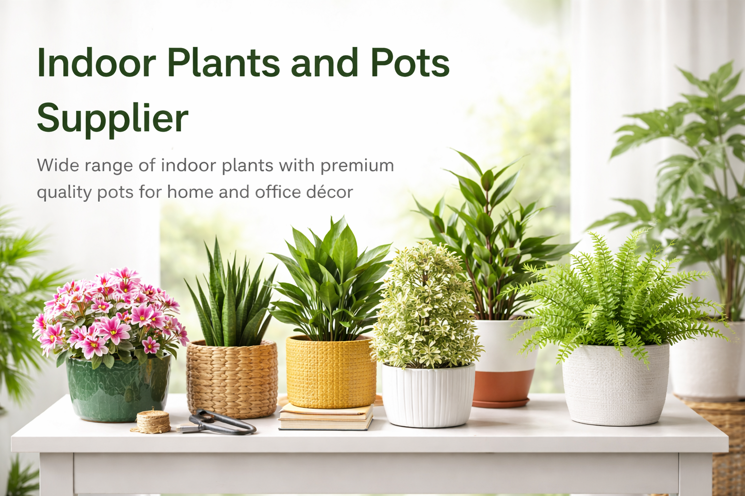 Indoor and outdoor Plants and Pots
